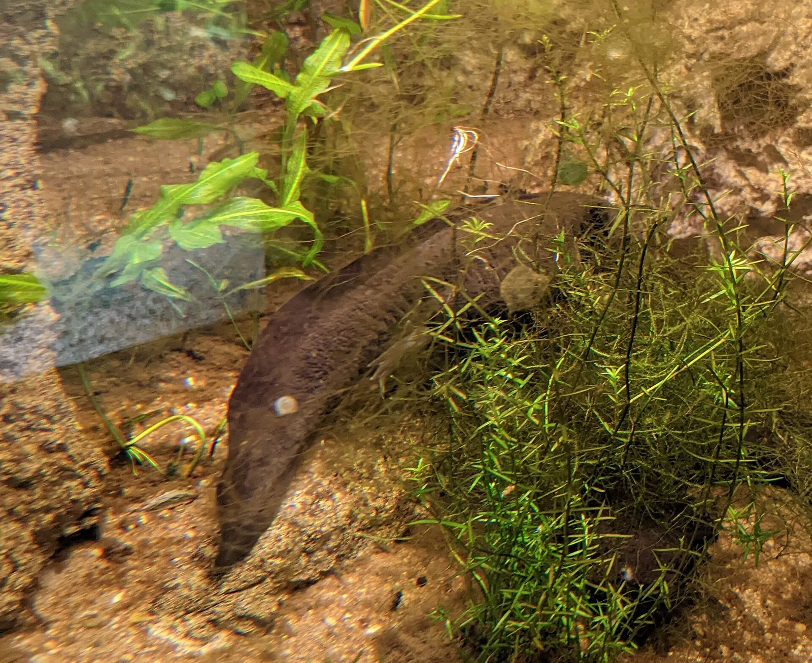 Axolotl Ambystoma Mexicanum Critically Endangered FaunaHub